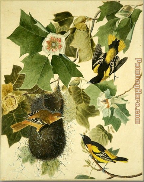 John James Audubon Baltimore Oriole